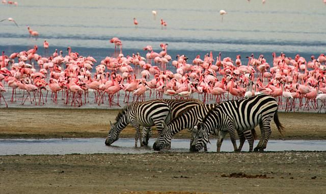 LAKE MANYARA NATIONAL PARK