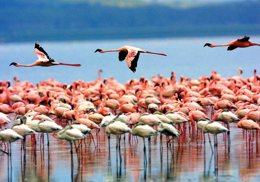 LAKE MANYARA NATIONAL PARK