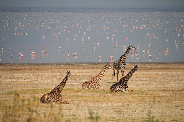 LAKE MANYARA NATIONAL PARK